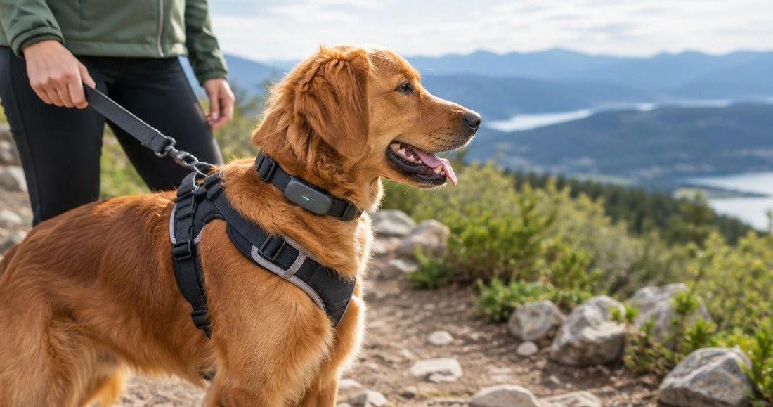 How to connect a GPS dog collar to your no pull harness routine