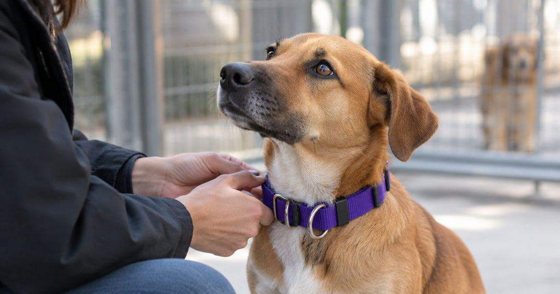 Martingale collars for shelters and rescues: complete 2026 guide