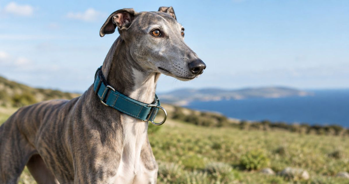 Best martingale dog collars for greyhounds in 2026