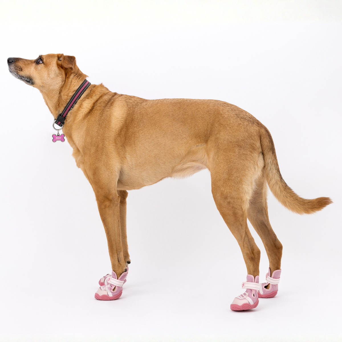 Dog Sport Sneakers – Anti-Slip, All-Season Shoes
