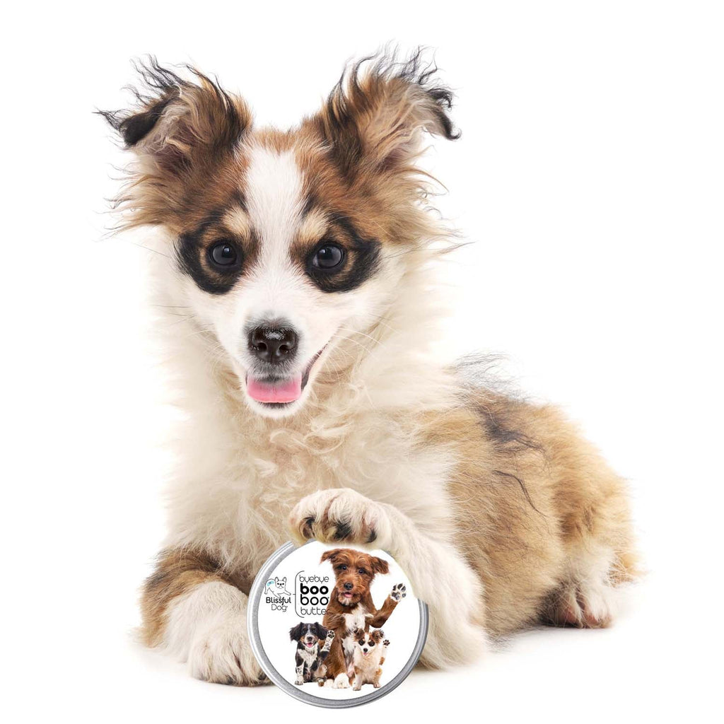 3 Cute Puppies Boo Boo Butter – Natural Healing Balm for Puppies | EverstockPets