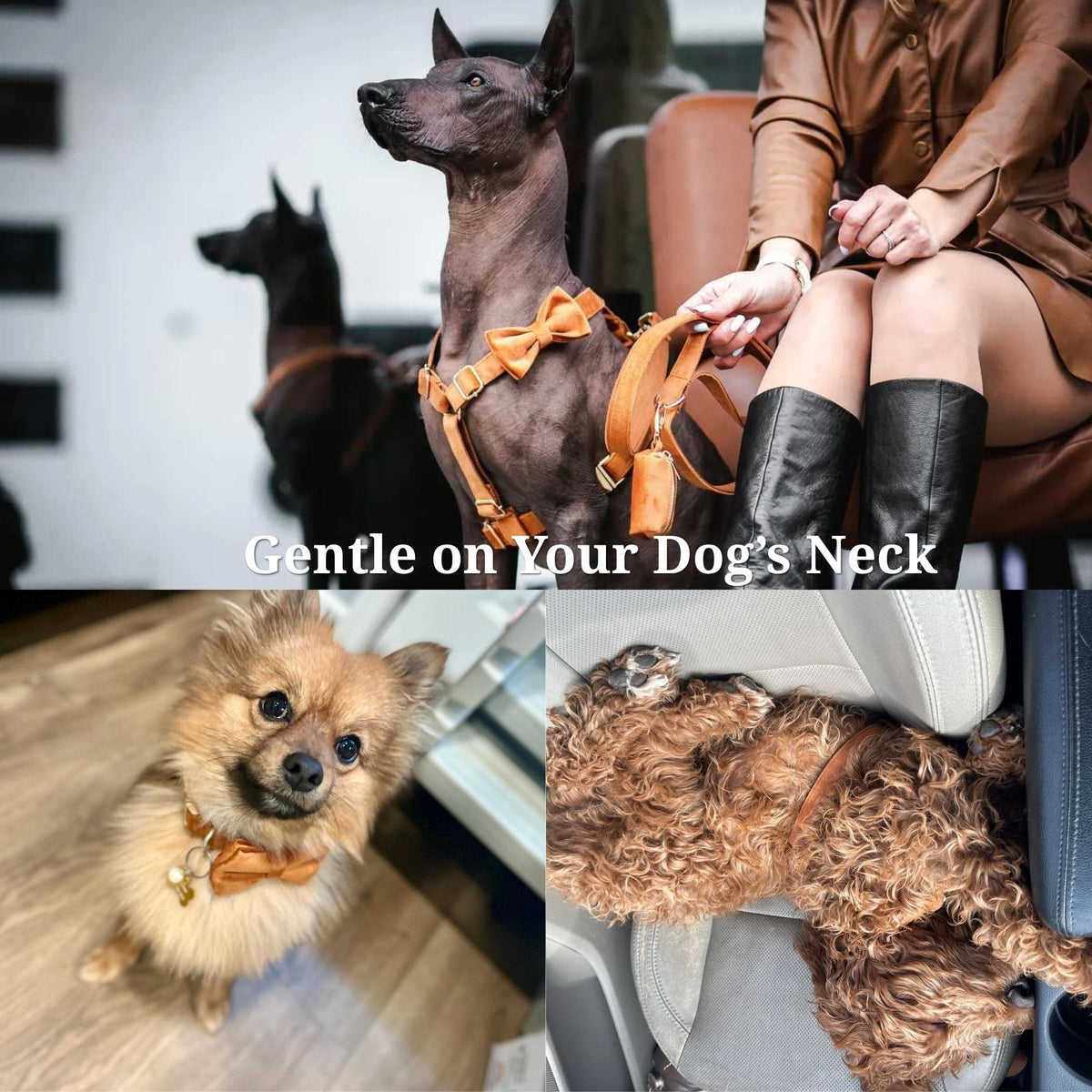 Ancient Pottery Velvet Dog Harness Set – Personalized No-Pull Harness, Leash & Collar