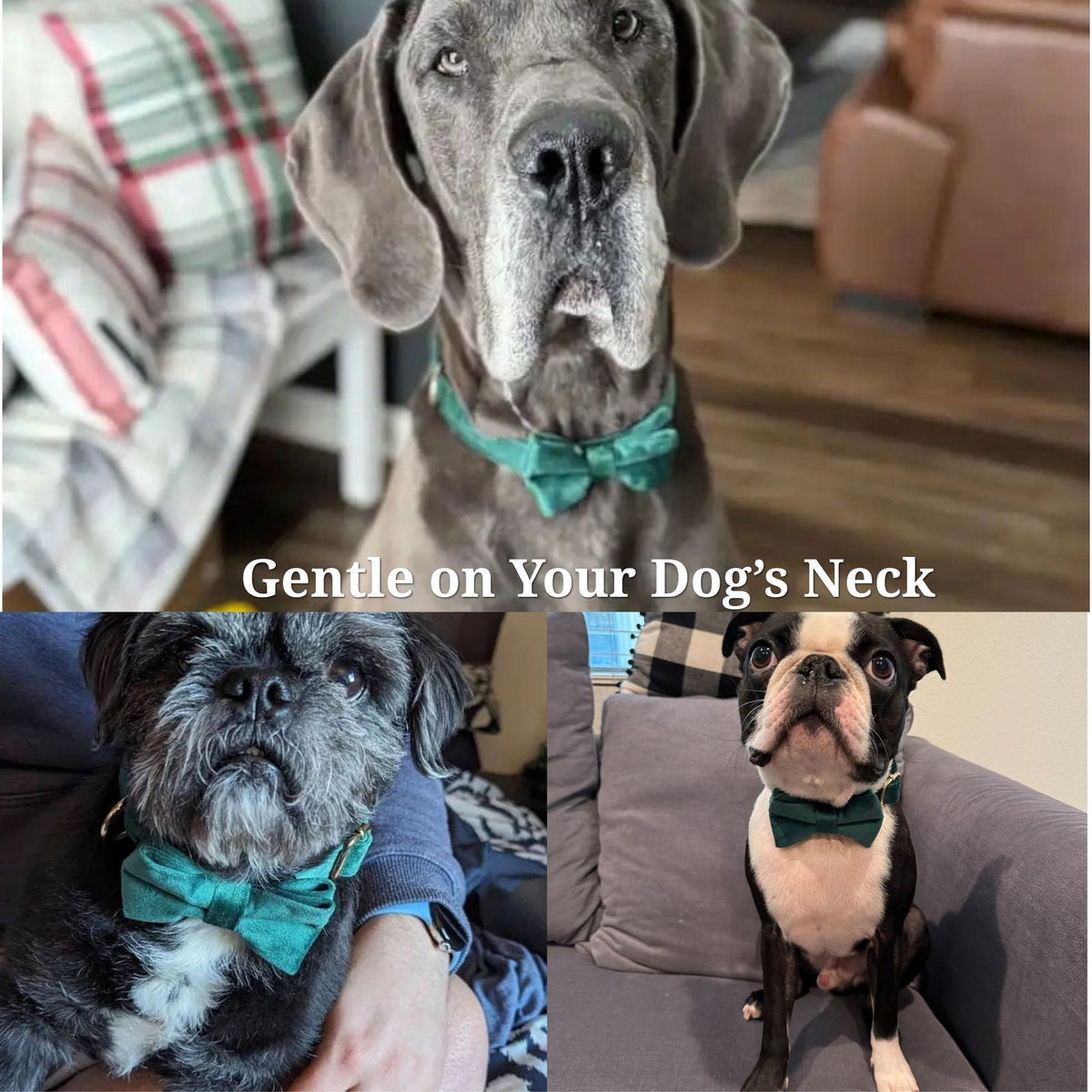 Green Velvet Dog Harness Set – Personalized No-Pull Harness, Leash & Collar