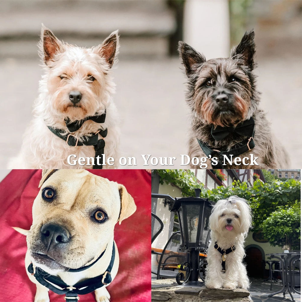 Black Velvet Dog Harness Set – Personalized No-Pull Harness, Leash & Collar