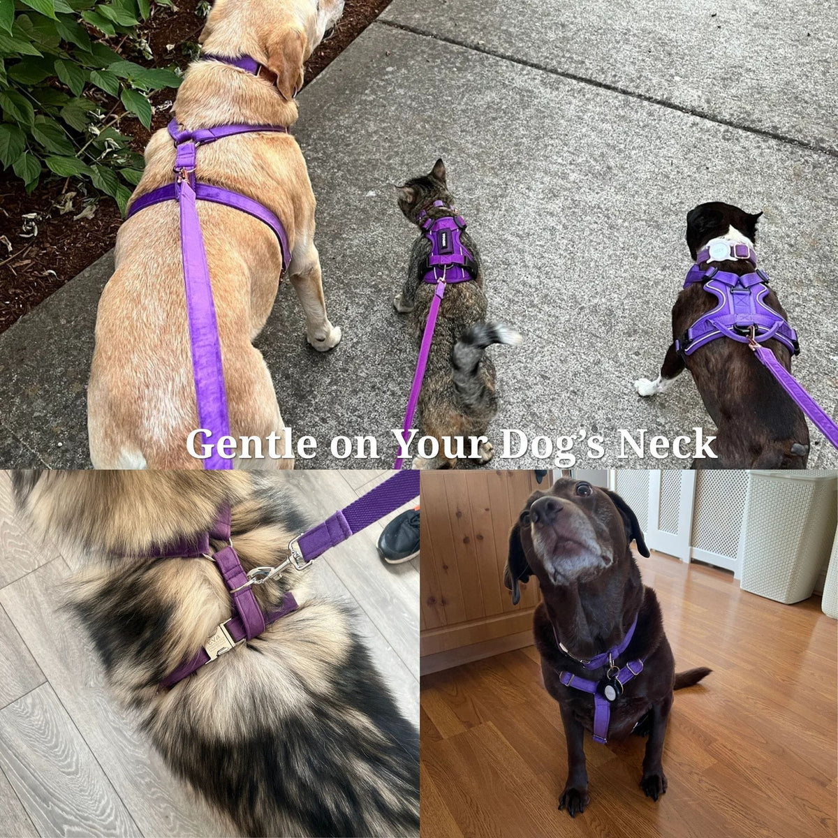 Purple Velvet Dog Harness Set – Personalized No-Pull Harness, Leash & Collar
