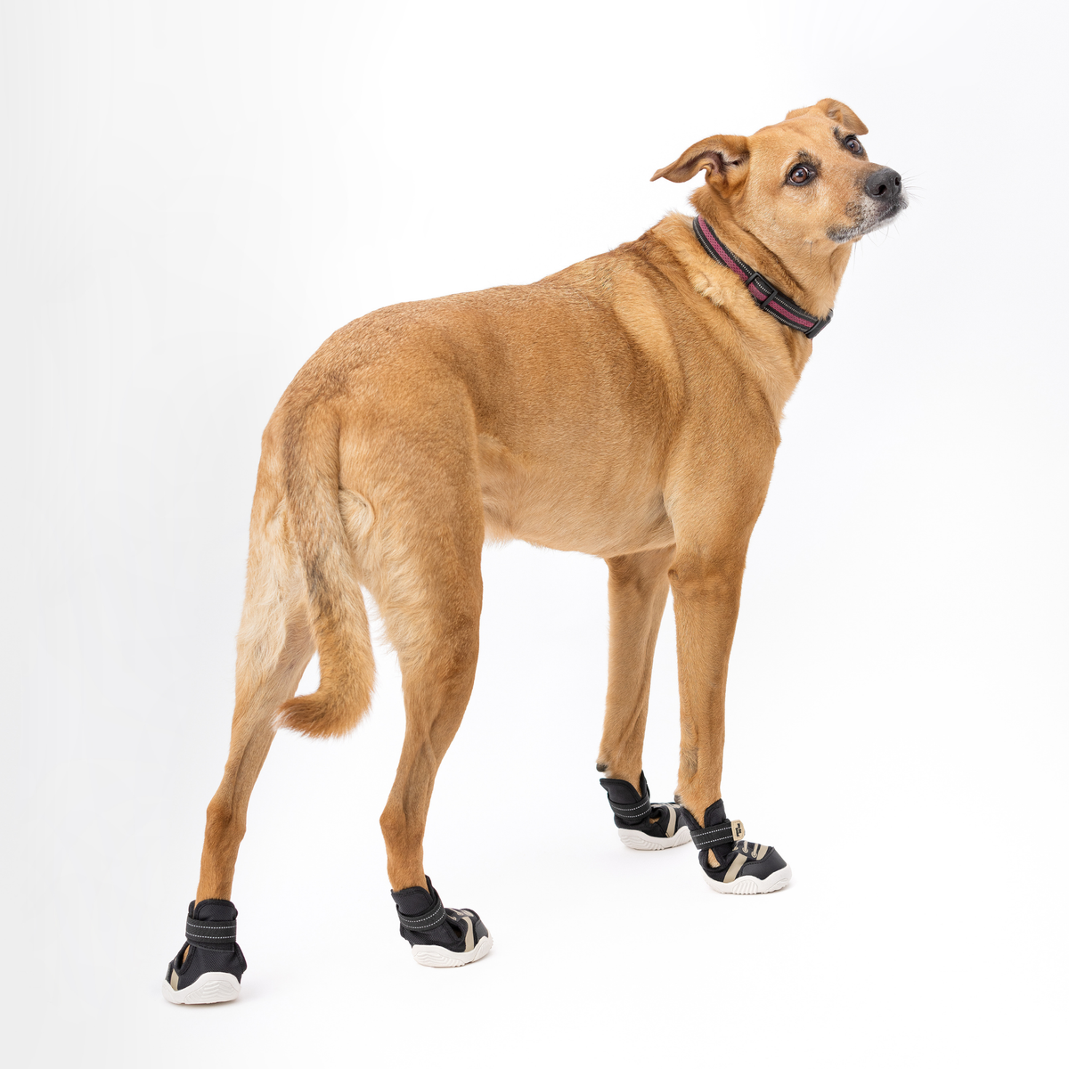 Dog Sport Sneakers – Anti-Slip, All-Season Shoes