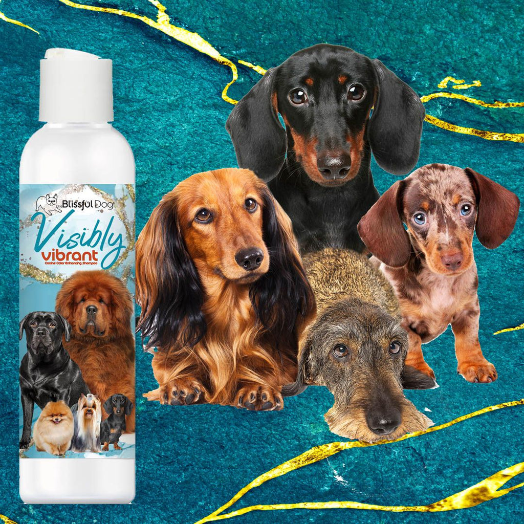 Visibly Vibrant Pet Shampoo – Color-Enhancing Shampoo for Dogs & Cats | EverstockPets