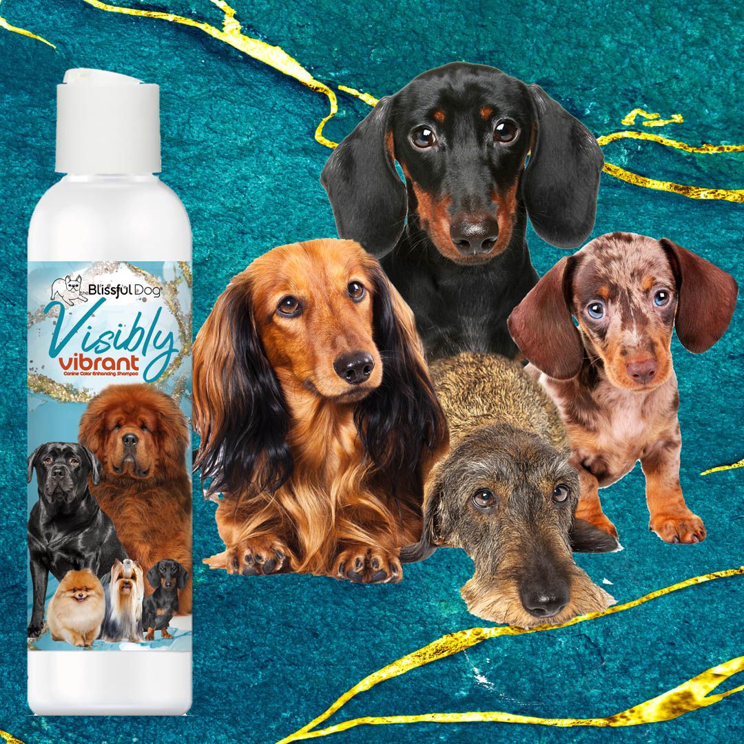 Visibly Vibrant Pet Shampoo – Color-Enhancing Shampoo for Dogs & Cats | EverstockPets