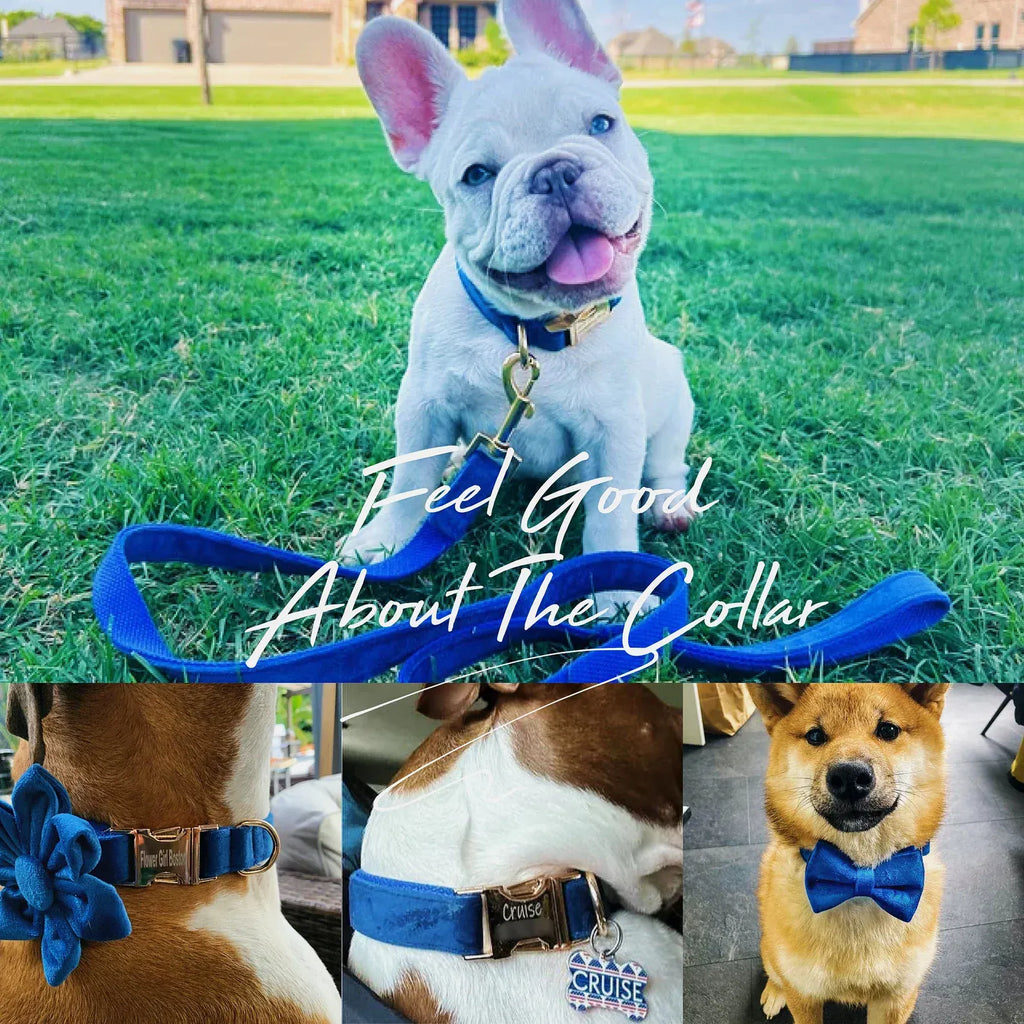 Blue Velvet Dog Harness Set – Personalized No-Pull Harness, Leash & Collar