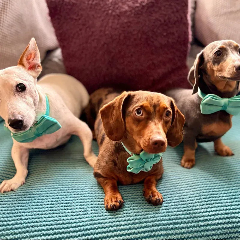 Turquoise Stone Velvet Dog Harness Set – Personalized No-Pull Harness, Leash & Collar