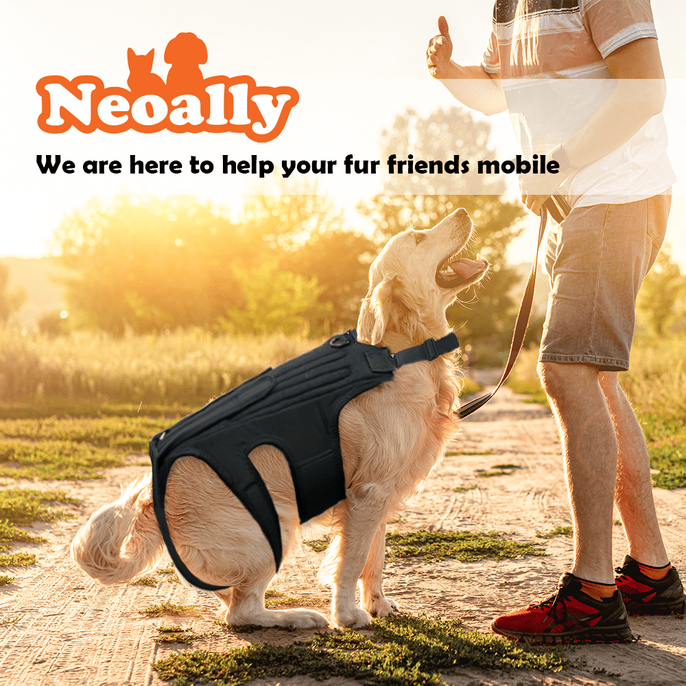 NeoAlly Adjustable Dog Back Brace – Spine Support with Stabilizer Inserts