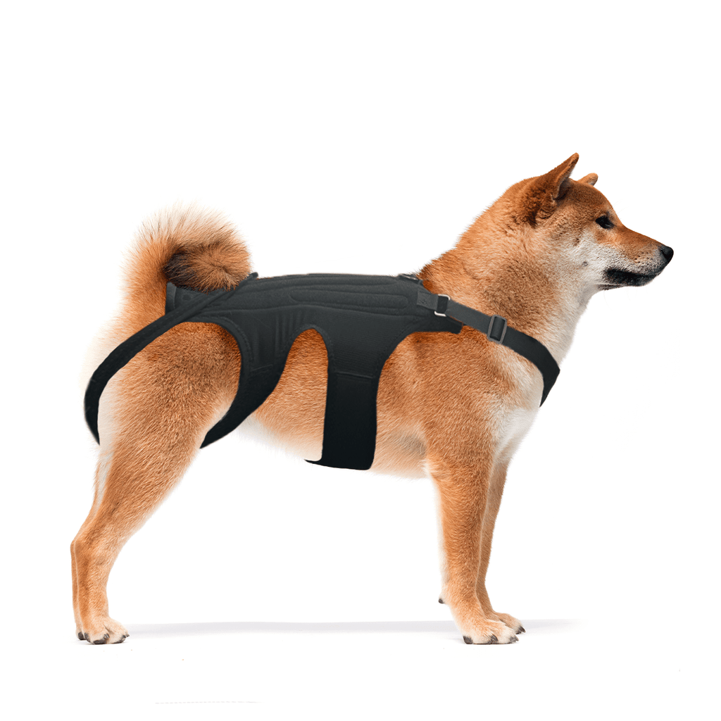 NeoAlly Adjustable Dog Back Brace – Spine Support with Stabilizer Inserts