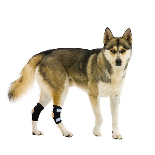 NeoAlly Dog Hock Brace with Metal Spring Support – Small Dogs, Pair