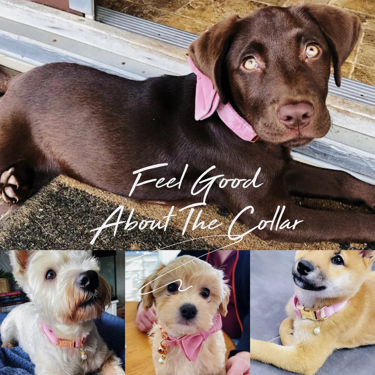 Pink Velvet Dog Harness Set – Personalized No-Pull Harness, Leash & Collar